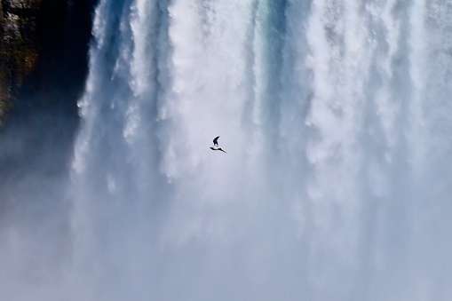 Bird flying in front of waterfall