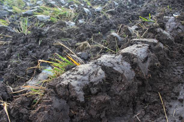 istock rice field view of rice plant after ploughing 1426772439