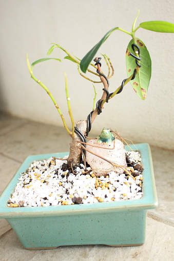 the other name, ficus rubginosa bonsai that made in Australia was taken with a camera.