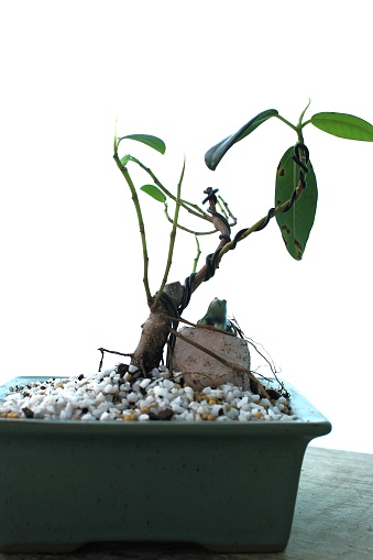 Port Jackson fig tree bonsai that made in Australia was taken with a camera.