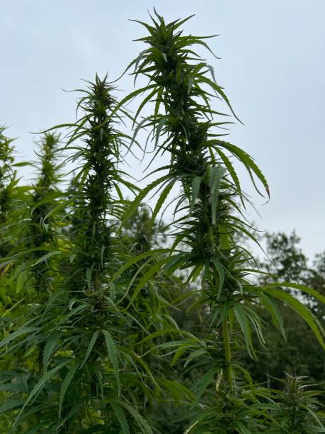 istock Closeup of a marijuana plant 1426780221