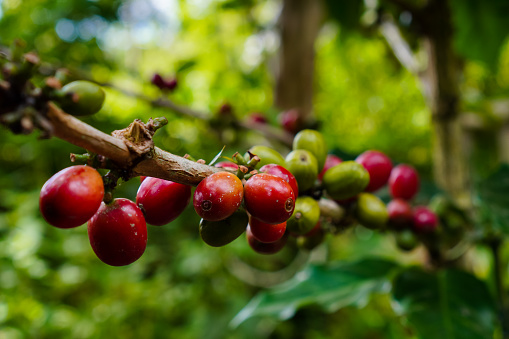 Coffee tree. arabica gayo coffee, close up coffee in farm