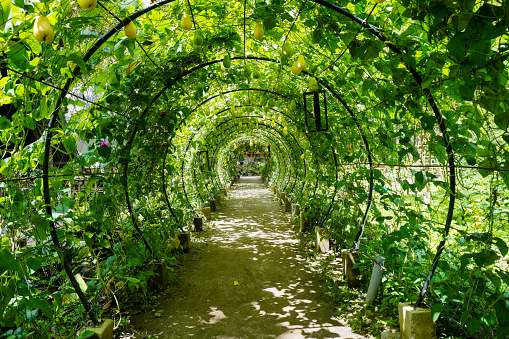 Green tunnel in fresh spring foliage. Way path to nature landscape. Natural background from beautiful park garden.
