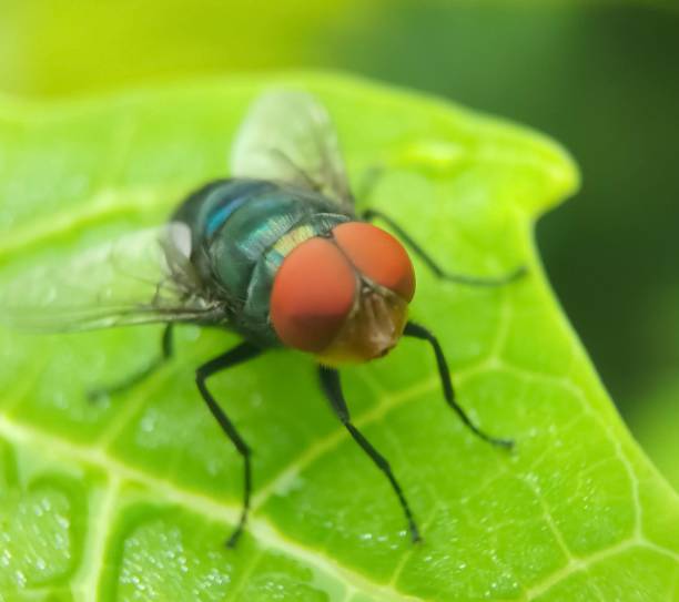 istock Insects of Chrysomya megacephala 1426783420