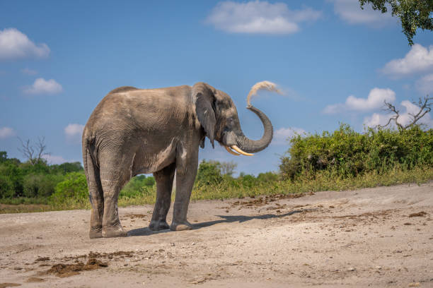 istock African elephant stands lifting trunk throwing sand 1426783706