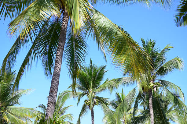 istock coconut trees on beach, natural background 1426785335