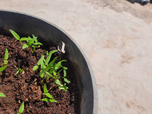 istock sprout of chilli seedling 1426785653