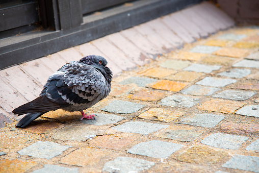 A alone pigeon birds sleeping on a brick pavement.