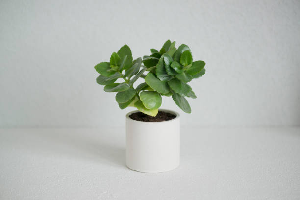 istock A green plant in a concrete pot 1426789615