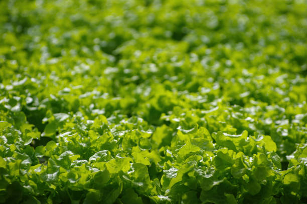 istock farm organic and leafy greens 1426790784