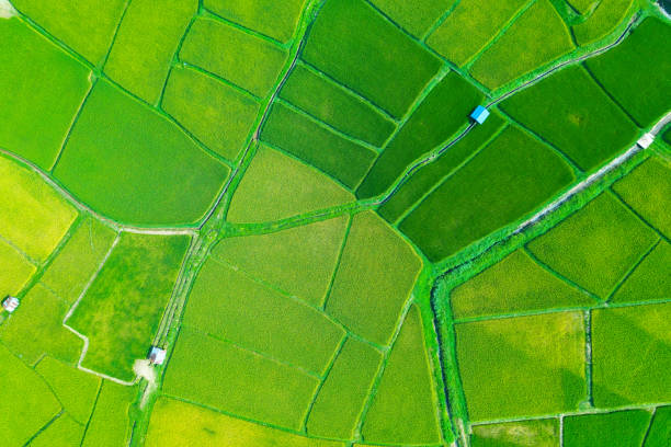 istock Aerial view rice field 1426793125