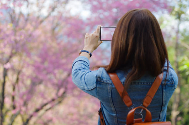 istock Tourists admire cherry blossoms 1426793135