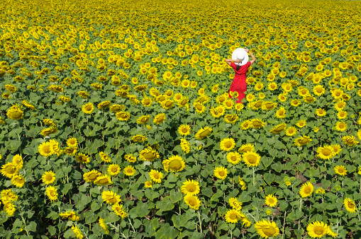 Beautiful woman in red dress and white hat in nature beside country road standing on mexican sunflower field in yellow flower field Lopburi Province, Thailand.