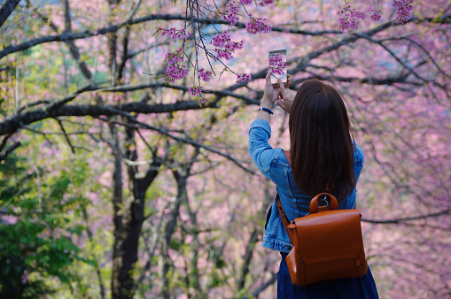 An Asian female tourist stands with her smartphone taking pictures under a cherry blossom tree. to capture the beauty of cherry blossoms in full bloom.