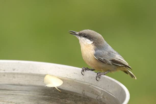 istock Nuthatch perched on the side of a birdbath. 1426794712