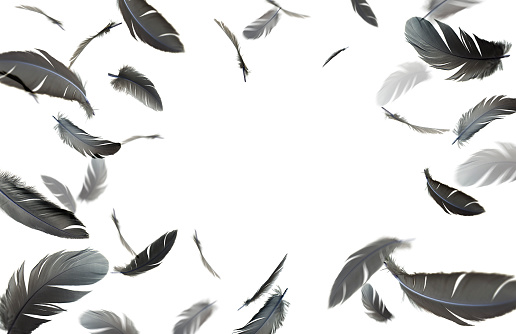 Abstract Floating Black Feathers Frame Isolated on White Background