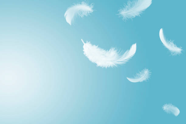 istock Abstract White Bird Feathers Floating in The Sky. Flying Swan Feather 1426796498