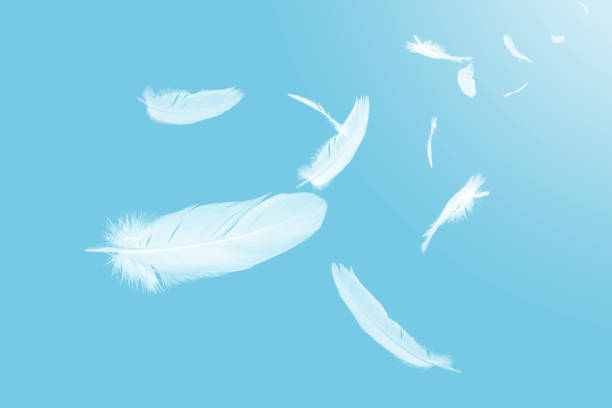 istock Abstract White Bird Feathers Floating in The Sky. 1426796507
