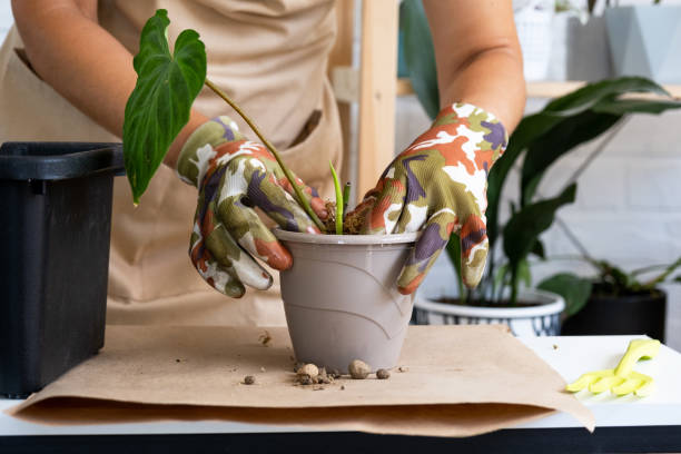 Transplanting a home plant Philodendron verrucosum into a pot. A woman plants a stalk with roots in a new soil. Caring for a potted plant, hands close-up stock photo