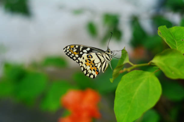 istock beautiful butterfly perched on the leaves 1426797035