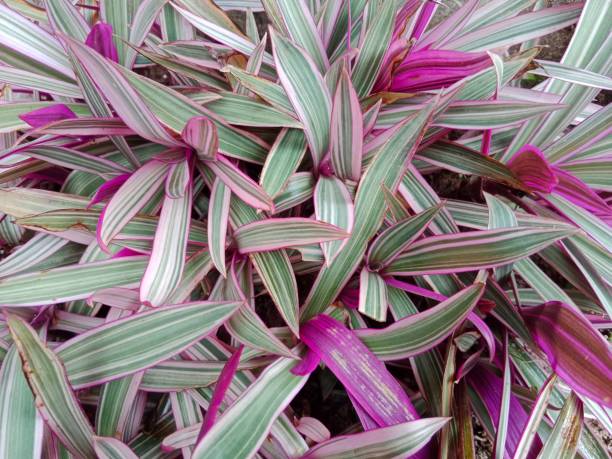 tradescantia spathacea plante ornementale aux feuilles colorées - tradescantia epidermis photos et images de collection