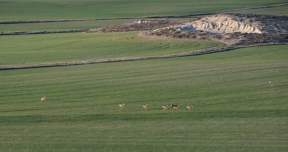 Herd of roe deer, Capreolus capreolus, running on a cereal crop. Photo taken in the province of Soria, pain