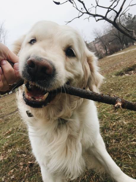 istock White golden retriever on a walk 1426798557