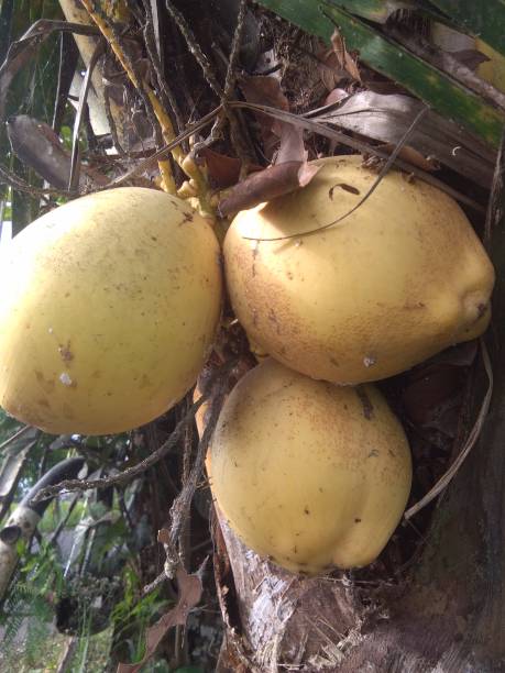 istock Young coconut, a very refreshing and healthy drink 1426798772