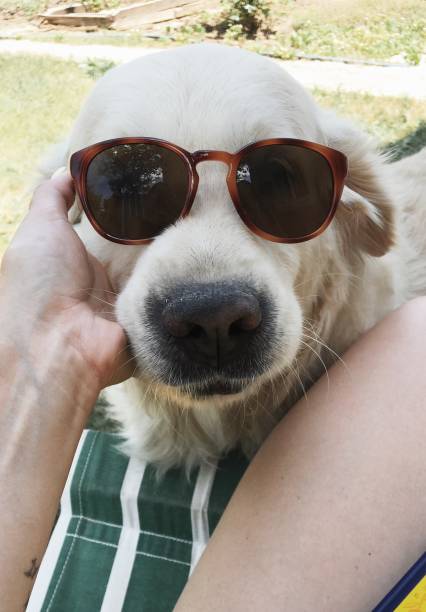 istock White golden retriever in sunglasses 1426798816