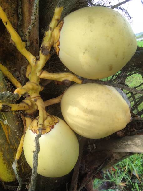 istock Young coconut, a very refreshing and healthy drink 1426798877