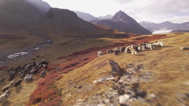 Drone flies behind a herd of yaks in the highlands