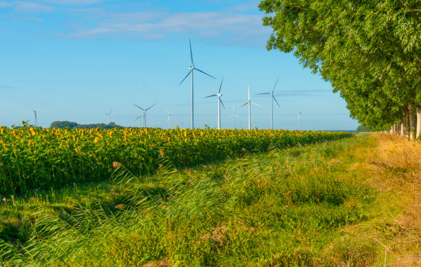 istock Sunflowers growing in a green grassy field in bright sunlight at fall 1426802572