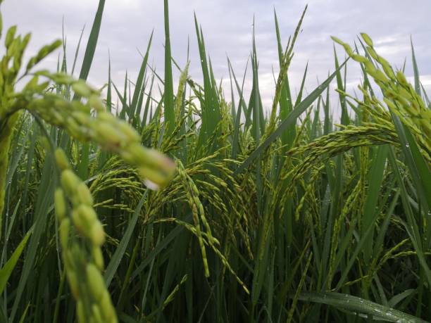istock Nature of rice field on rice paddy 1426803598