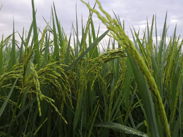 istock Nature of rice field on rice paddy 1426803618