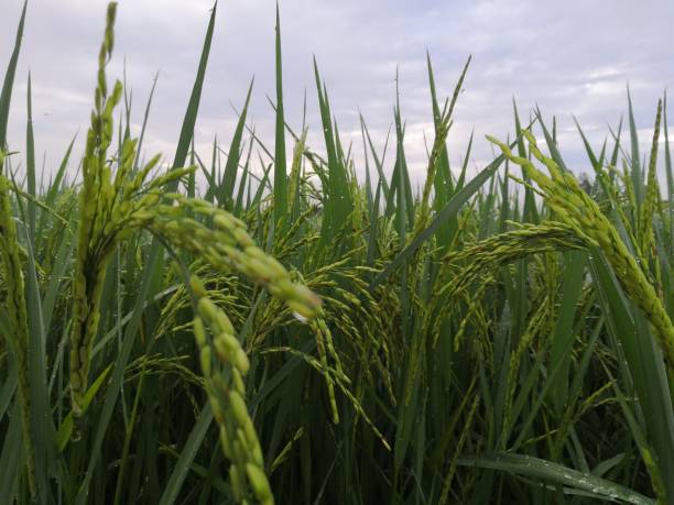 istock Nature of rice field on rice paddy 1426803626