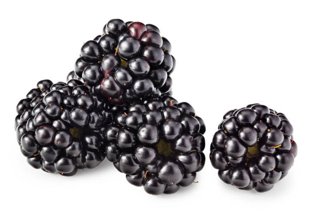 istock blackberries isolated on white background. full depth of field. macro. clipping path 1426805554