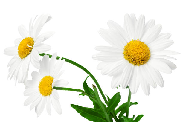 istock white chamomiles bouquet isolated on white background. clipping path 1426805590