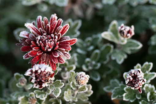 First autumn frost. Bush with burgundy blooming chrysanthemum, covered with white frost. Morning frost, green frozen plant leaves. Onset of winter, nature falls asleep. Blurred background image