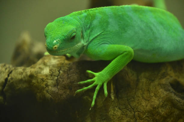 istock Bright Lime Green Fiji Island Iguana Posing 1426807230