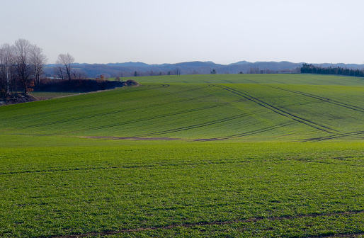 Spring field