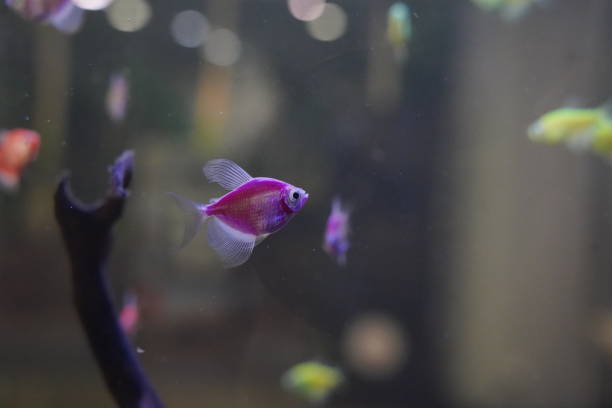 istock Purple fish in an aquarium 1426811960