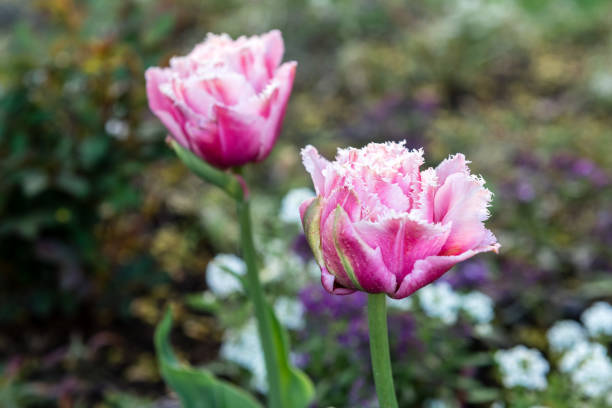 istock Tulips in the park on a green natural background 1426813598