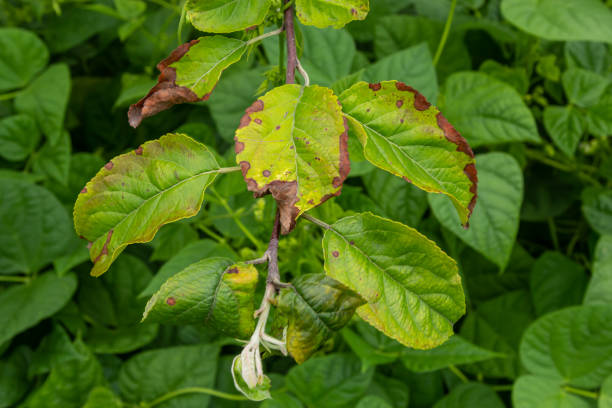 istock Rosy leaf-curling apple aphids, Dysaphis devecta, apple tree pest. Detail of affected leaf 1426813849