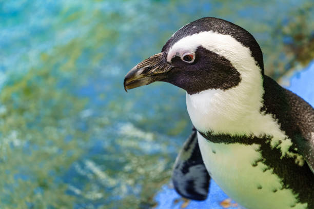 Small black and white penguin by the water before going swimming. Small black and white penguin by the water before going swimming punta tombo stock pictures, royalty-free photos & images