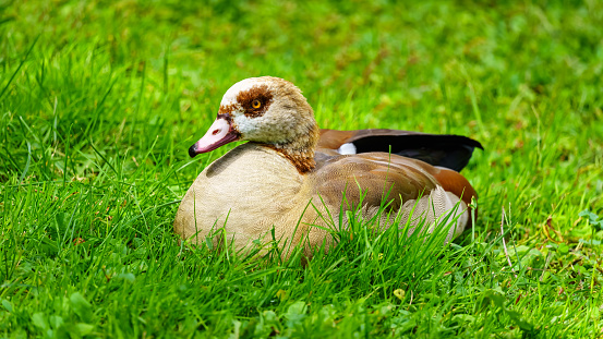 Small brightly colored duck resting in the green meadow