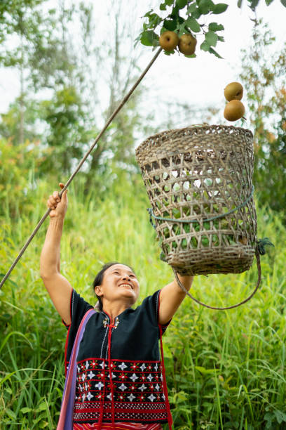 hmong hilltribe donna che raccoglie frutta biologica chiang mai, thailandia - thai cuisine asian cuisine vertical close up foto e immagini stock