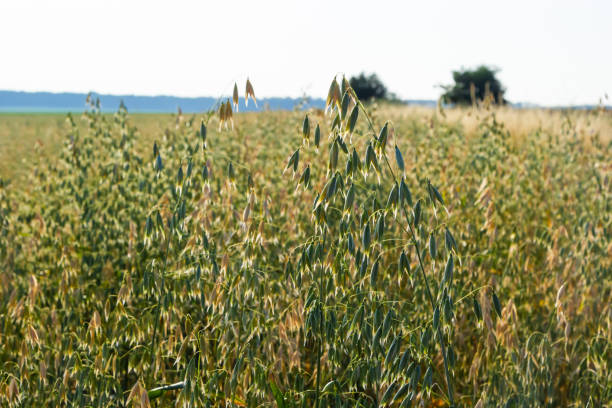 istock Avena sativa, Common oat, cereal grain grown for human consumption as oatmeal and rolled oat 1426818477