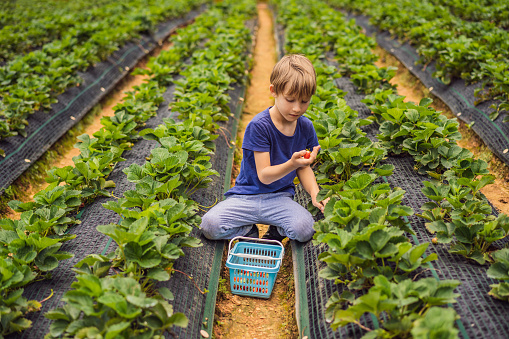 Little toddler boy on organic strawberry farm in summer, picking berries.