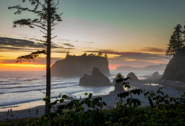 istock dramatic sunset sky with silhouette of  sea stacks on the background in Ruby beach at the Olympic national park in Washington State. 1426819307