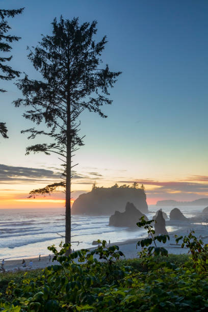istock dramatic sunset sky with silhouette of  sea stacks on the background in Ruby beach at the Olympic national park in Washington State. 1426819308